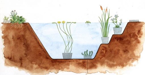 vijver met verschillende plantzones op verschillende diepte